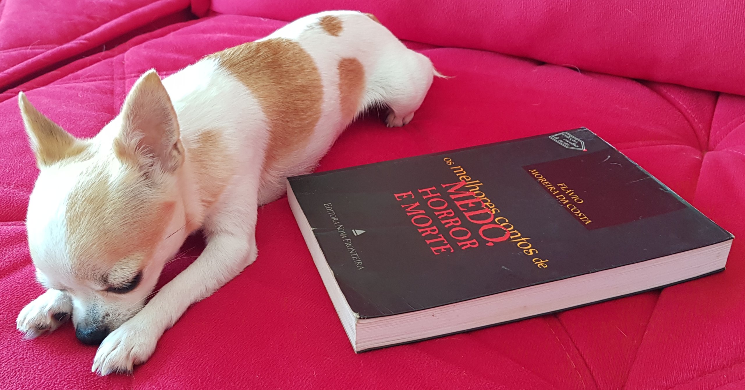 Livros são como os animais, nos apaixonamos por eles, mas nem todos levamos para a cama